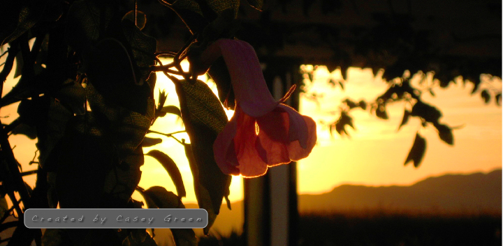 FlowerHour.jpg